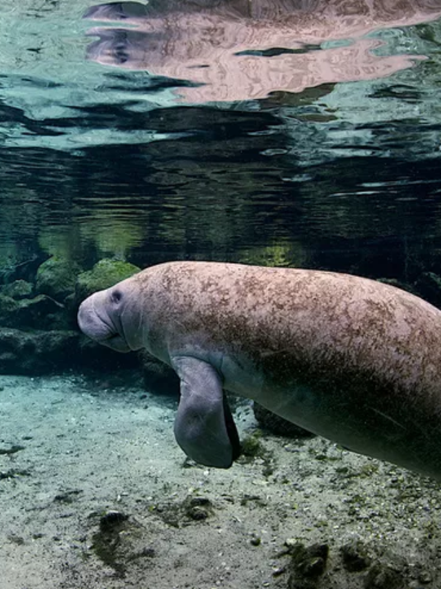 Best Springs in Florida